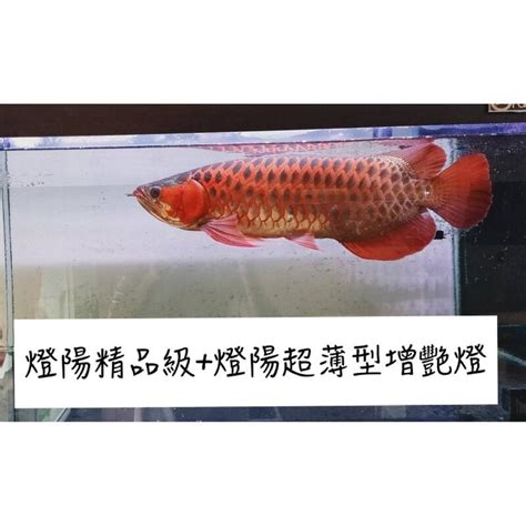 燈陽增豔燈